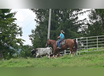 American Quarter Horse, Castrone, 9 Anni, Sauro ciliegia