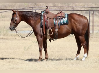 American Quarter Horse, Castrone, 9 Anni, Sauro ciliegia