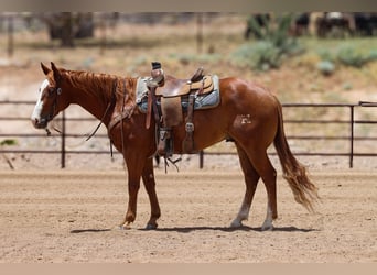 American Quarter Horse, Castrone, 9 Anni, Sauro ciliegia