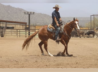 American Quarter Horse, Castrone, 9 Anni, Sauro ciliegia