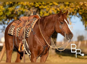 American Quarter Horse, Castrone, 9 Anni, Sauro scuro