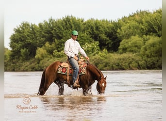 American Quarter Horse, Castrone, 9 Anni, Sauro scuro