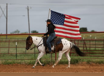 American Quarter Horse, Castrone, 9 Anni, Tobiano-tutti i colori