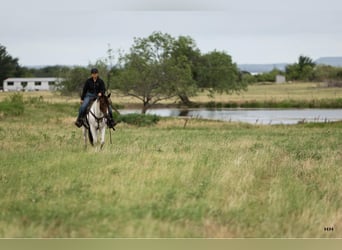 American Quarter Horse, Castrone, 9 Anni, Tobiano-tutti i colori