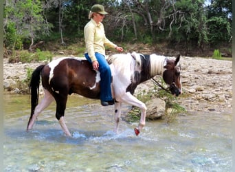 American Quarter Horse, Castrone, 9 Anni, Tobiano-tutti i colori