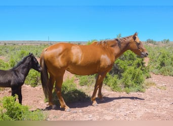 American Quarter Horse, Castrone, Puledri (05/2024), 152 cm, Morello