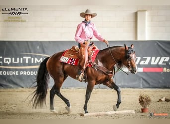 American Quarter Horse, Castrone, Puledri (04/2026), Baio