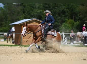 American Quarter Horse, Onbekend, Embryo, 150 cm, Vos