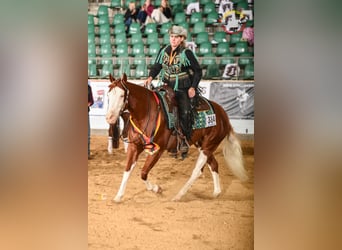 American Quarter Horse, Onbekend, Embryo, 150 cm, Vos