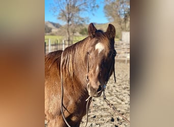 American Quarter Horse, Gelding, 10 years, 13,2 hh, Brown