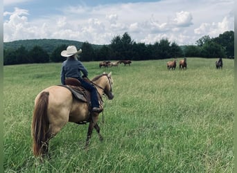 American Quarter Horse, Gelding, 10 years, 13 hh, Buckskin