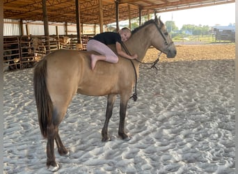 American Quarter Horse, Gelding, 10 years, 13 hh, Buckskin