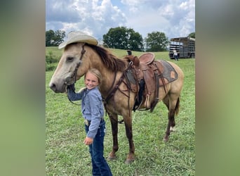 American Quarter Horse, Gelding, 10 years, 13 hh, Buckskin