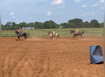 American Quarter Horse, Gelding, 10 years, 13 hh, Buckskin