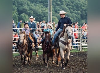 American Quarter Horse, Gelding, 10 years, 13 hh, Buckskin