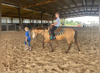 American Quarter Horse, Gelding, 10 years, 13 hh, Buckskin