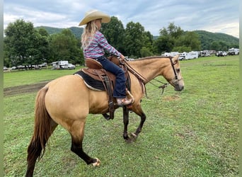 American Quarter Horse, Gelding, 10 years, 13 hh, Buckskin
