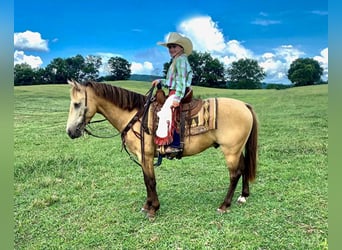 American Quarter Horse, Gelding, 10 years, 13 hh, Buckskin