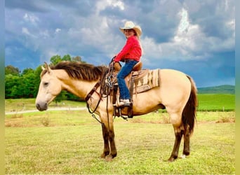 American Quarter Horse, Gelding, 10 years, 13 hh, Buckskin