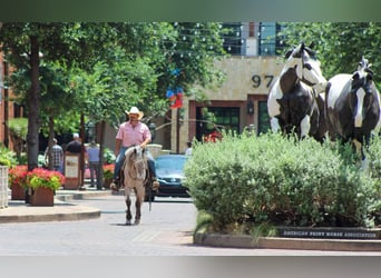 American Quarter Horse, Gelding, 10 years, 13,3 hh, Roan-Bay