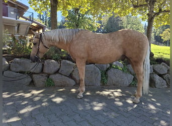 American Quarter Horse, Gelding, 10 years, 14.1 hh, Palomino
