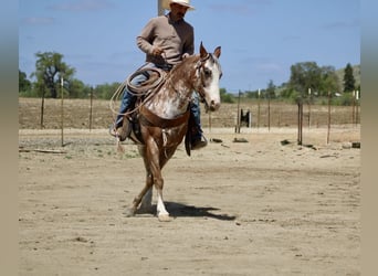 American Quarter Horse, Gelding, 10 years, 14.1 hh, Roan-Bay