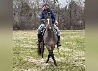 American Quarter Horse, Gelding, 10 years, 14.1 hh, Roan-Blue