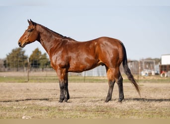 American Quarter Horse, Gelding, 10 years, 14.2 hh, Bay