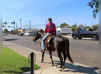 American Quarter Horse, Gelding, 10 years, 14,2 hh, Black