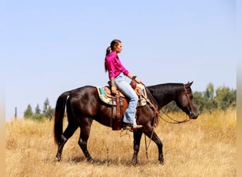 American Quarter Horse, Gelding, 10 years, 14,2 hh, Black