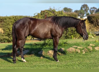 American Quarter Horse, Gelding, 10 years, 14,2 hh, Black