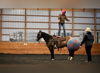 American Quarter Horse, Gelding, 10 years, 14.2 hh, Buckskin