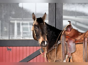 American Quarter Horse, Gelding, 10 years, 14.2 hh, Buckskin