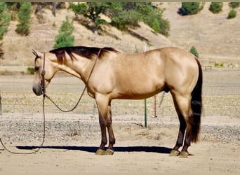 American Quarter Horse, Gelding, 10 years, 14.2 hh, Buckskin