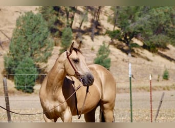 American Quarter Horse, Gelding, 10 years, 14.2 hh, Buckskin
