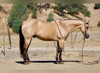 American Quarter Horse, Gelding, 10 years, 14.2 hh, Buckskin