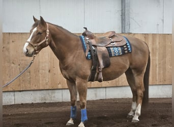 American Quarter Horse, Gelding, 10 years, 14.2 hh, Chestnut-Red