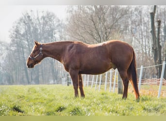 American Quarter Horse, Gelding, 10 years, 14.2 hh, Chestnut-Red