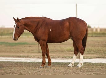 American Quarter Horse, Wallach, 10 Jahre, 14,2 hh, Dunkelfuchs