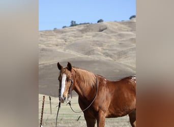American Quarter Horse, Gelding, 10 years, 14.2 hh, Chestnut