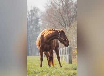 American Quarter Horse, Gelding, 10 years, 14,2 hh, Chestnut