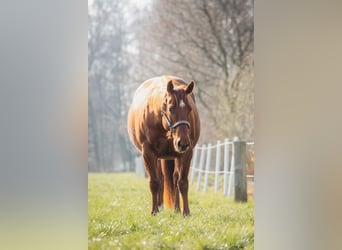 American Quarter Horse, Gelding, 10 years, 14,2 hh, Chestnut