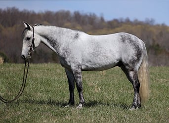American Quarter Horse, Gelding, 10 years, 14.2 hh, Gray-Dapple