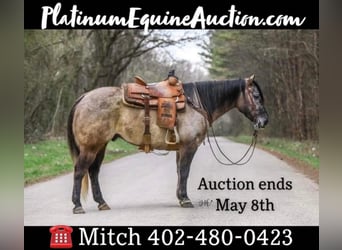 American Quarter Horse, Gelding, 10 years, 14,2 hh, Grullo