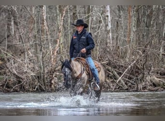 American Quarter Horse, Gelding, 10 years, 14,2 hh, Grullo