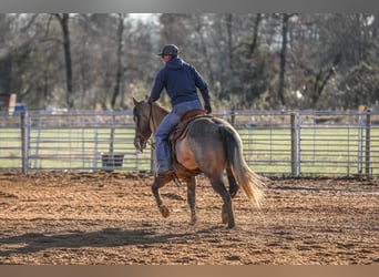 American Quarter Horse, Gelding, 10 years, 14,2 hh, Grullo