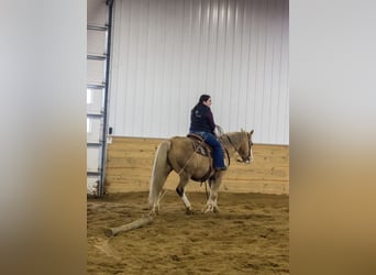 American Quarter Horse, Gelding, 10 years, 14,2 hh, Palomino