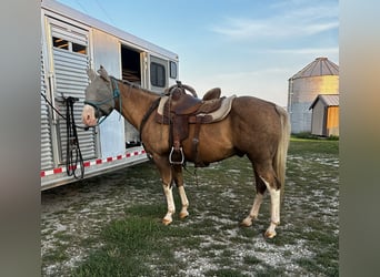 American Quarter Horse, Gelding, 10 years, 14,2 hh, Palomino