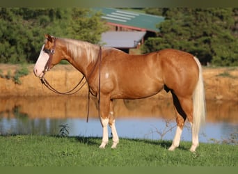 American Quarter Horse, Gelding, 10 years, 14,2 hh, Palomino