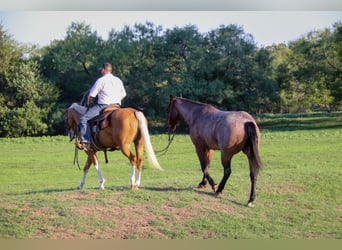 American Quarter Horse, Gelding, 10 years, 14,2 hh, Palomino